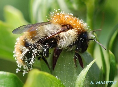 Bombus pascuorum